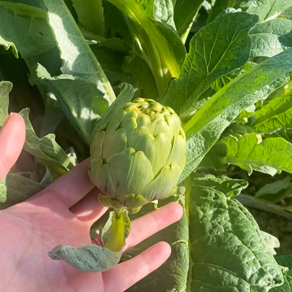 Alcachofa en la planta a punto de ser recolectada