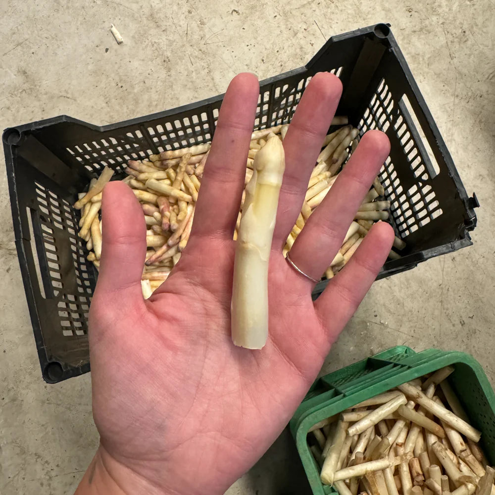 Tallos de espárragos blancos en una mano donde se aprecia su tamaño
