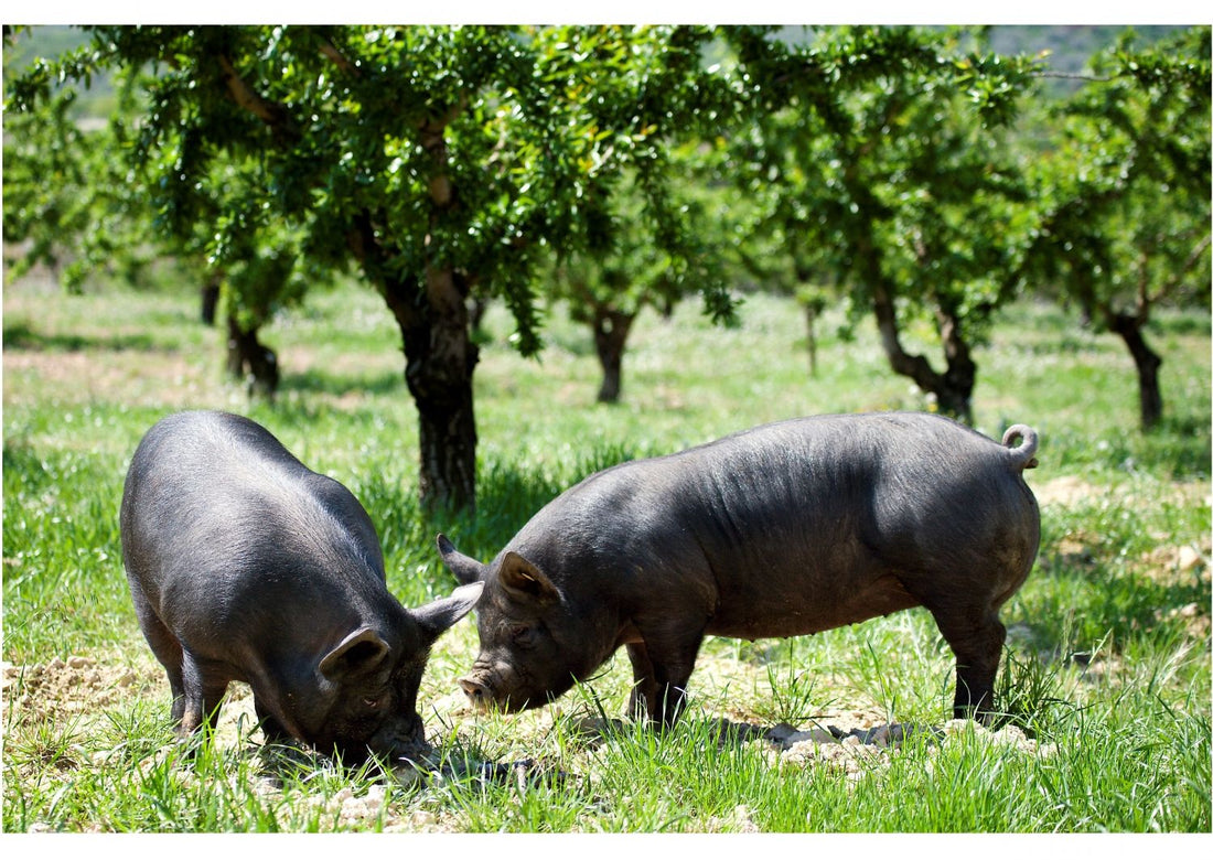Chato Murciano: la joya gastronómica de la Región de Murcia