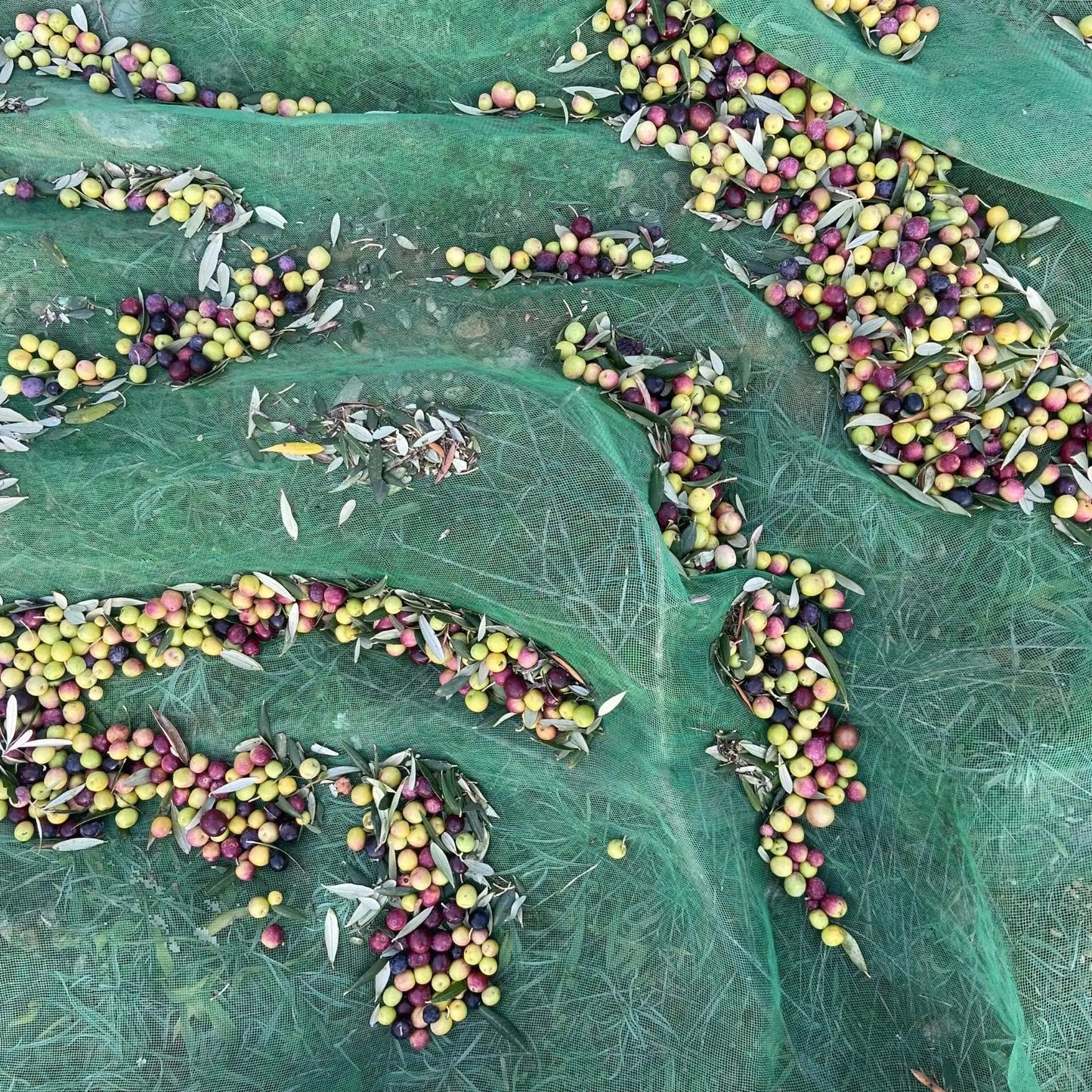 Foto de la recolección de la aceituna en mayas.