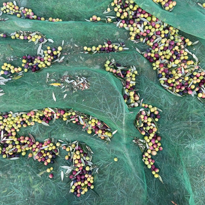 Foto de la recolección de la aceituna en mayas.