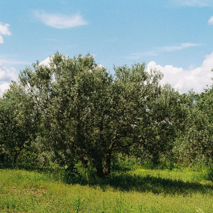 Imagen de un campo donde vemos en el plano central un olivo de grandes dimensiones.