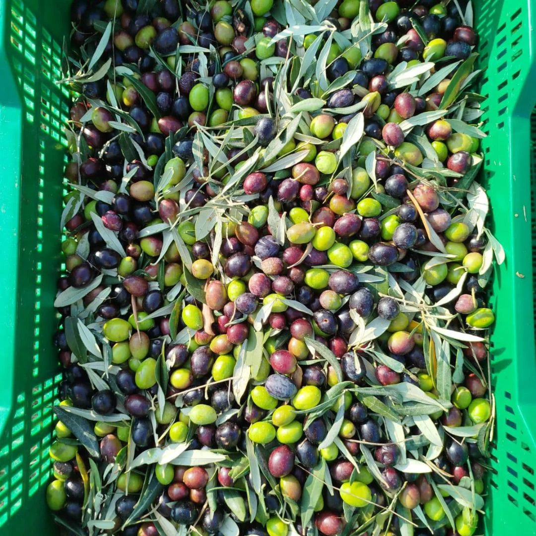 caja llena de aceitunas recién recogidas para el prensado de aceite de la marca Anécdota.