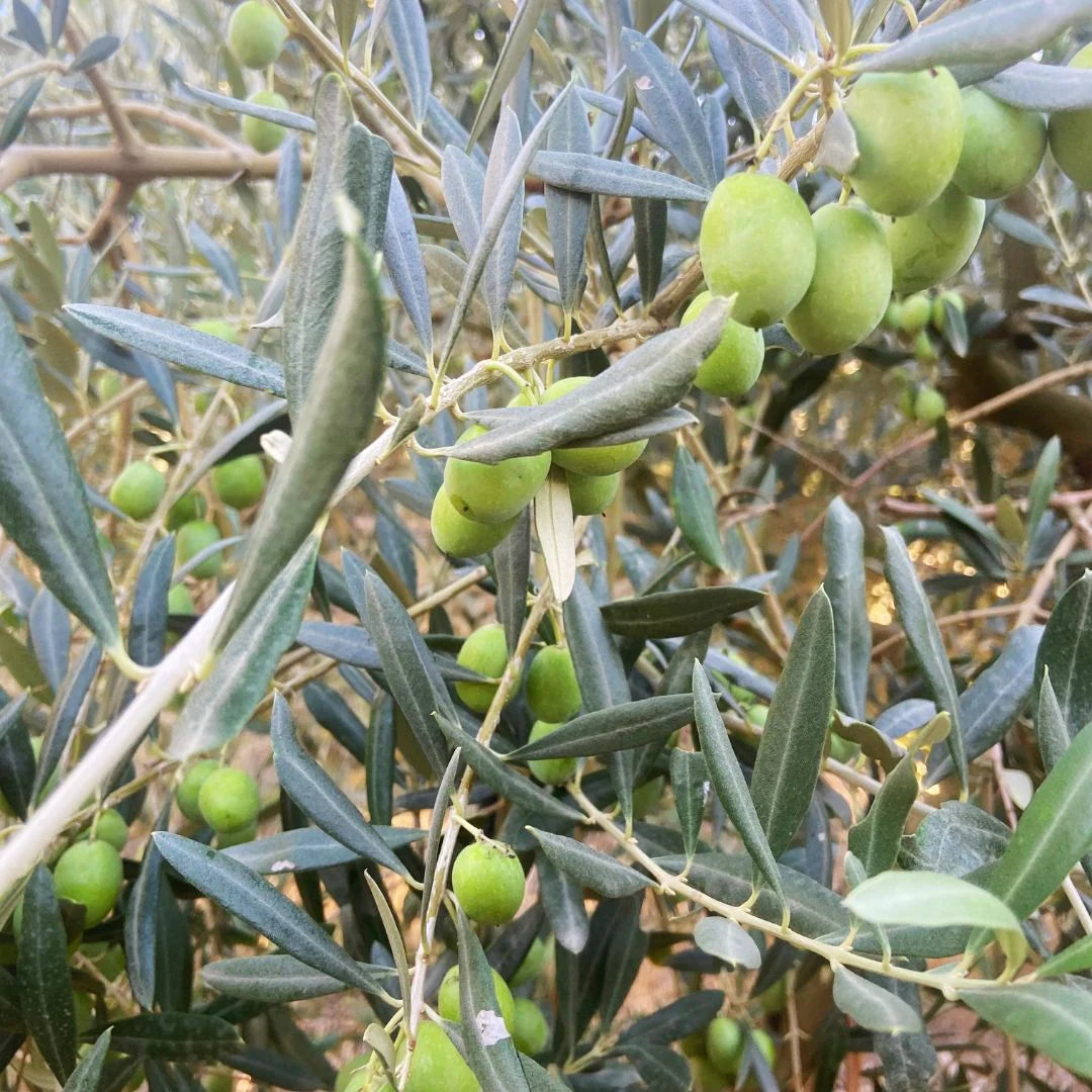 Olivo de cerca para ver la calidad y la variedad de sus aceites.