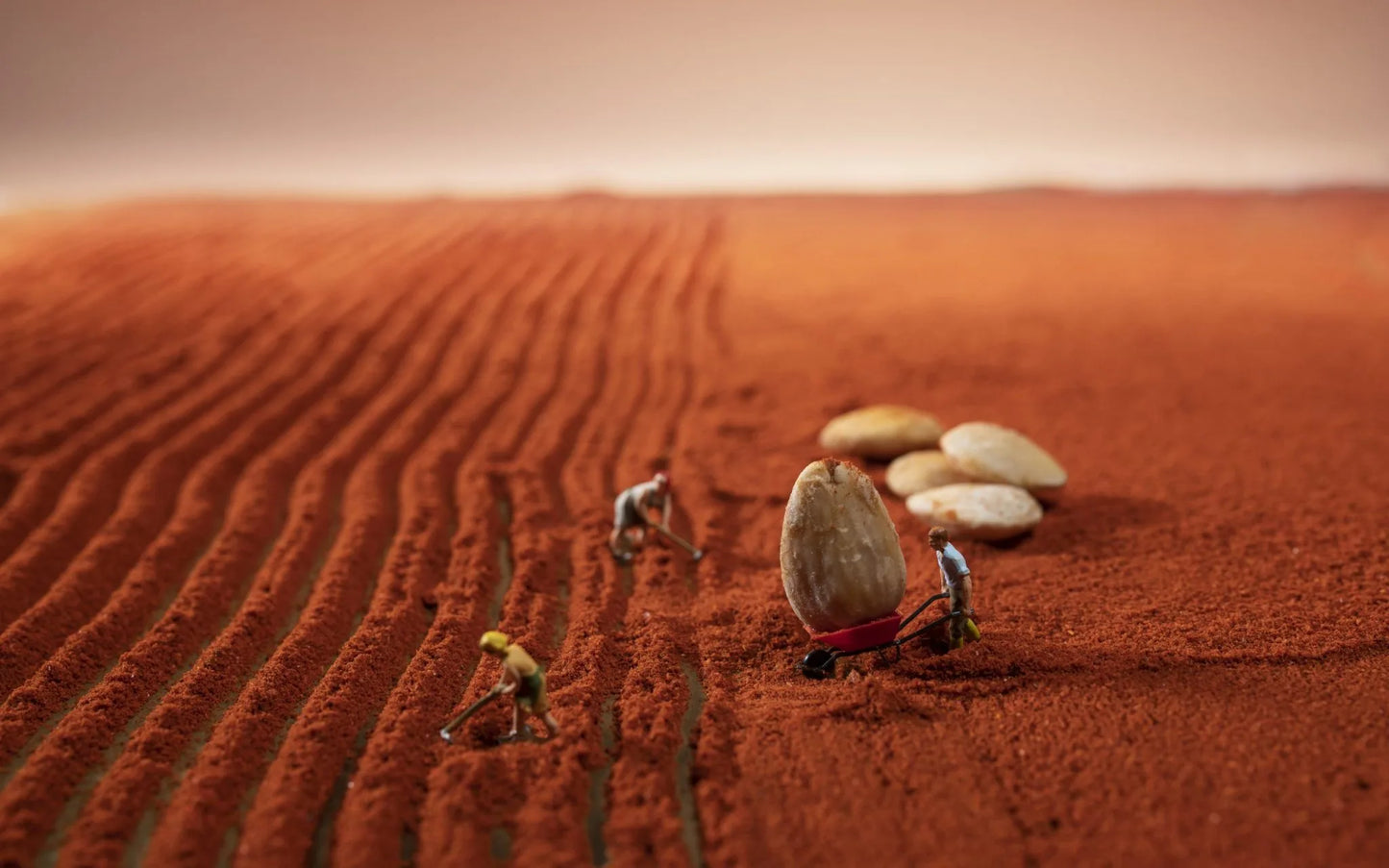 Almendra Marcona Tostada