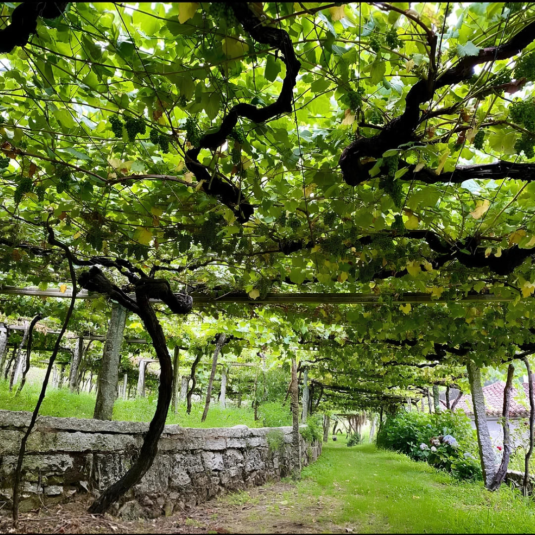 Fotografía del viñedo donde se cultivan las uvas para la elaboración del vino Leirana.