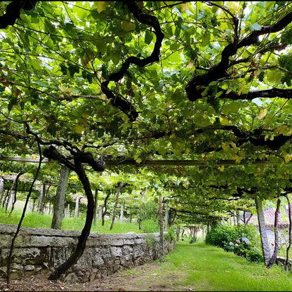 Fotografía del viñedo donde se cultivan las uvas para la elaboración del vino Leirana.